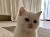 British Shorthair Beyaz Yavrular  Kedi Bursa