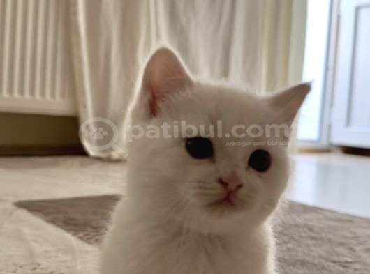 British Shorthair Beyaz Yavrular  Kedi Bursa görsel