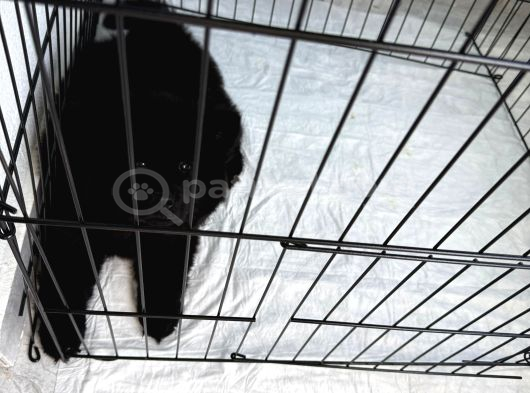 60 Günlük Nadi̇r Si̇yah Çi̇n Aslani görsel