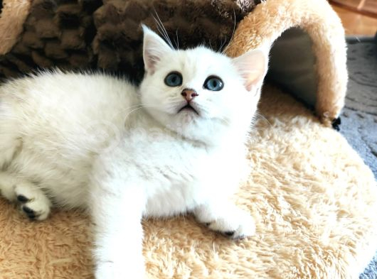 Melek Kardeşler Yeni Yuvalarını Bekliyorlar görsel