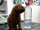 A Kalite Kore Poodle Yavrular