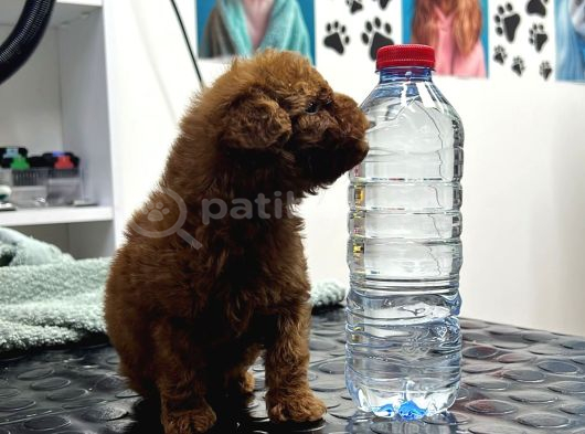 A Kalite Kore Poodle Yavrular görsel