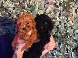 Kampanyalı Poodle Yavrular