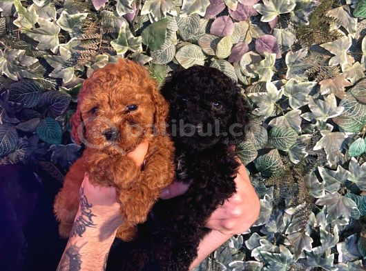 Kampanyalı Poodle Yavrular görsel