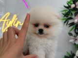 Ponçik Pomerian teacup 2 aylık