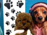 A kalite Kore Poodle yavrular