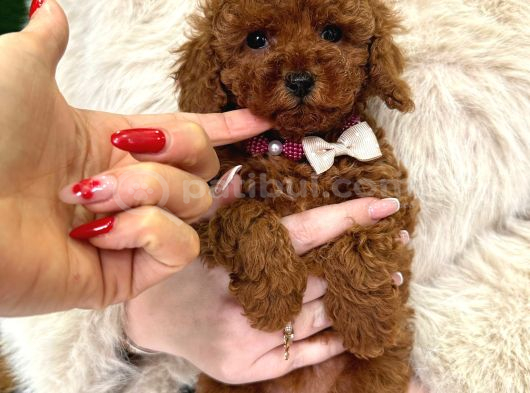 En Asilinden Toy Poodle Ev Ortamından