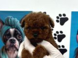 A Kalite Kore Poodle Yavrular