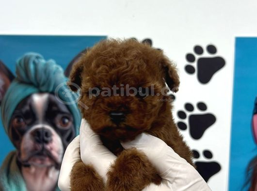 A Kalite Kore Poodle Yavrular görsel