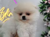 Ponçik Pomerian Teacup 2 Aylık