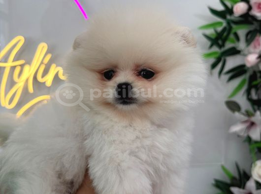Ponçik Pomerian Teacup 2 Aylık görsel