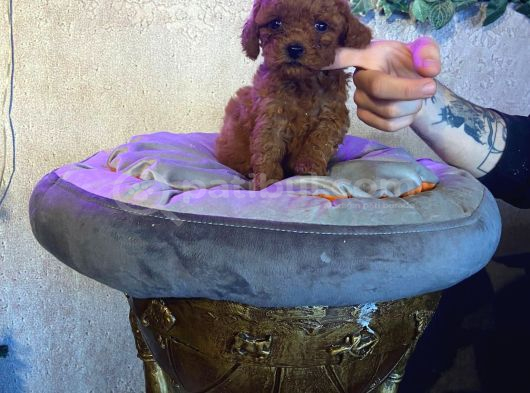 Kampanyalı Poodle Yavrular görsel