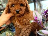 Aşılı pet eğitimli red poodle bebekleri