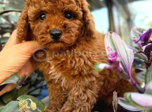 Aşılı Pet Eğitimli Red Poodle Bebekleri