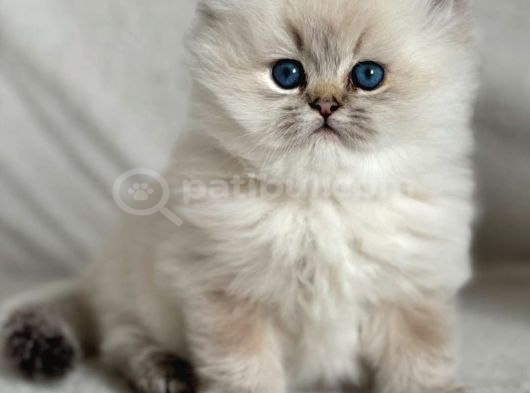 Nadir Görülen Blue Point British Longhair