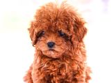 Gerçek toy ve Kore poodle bebekler