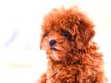 Gerçek Toy Ve Kore Poodle Bebekler