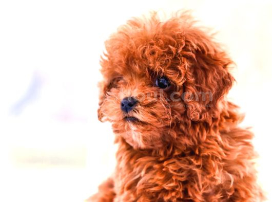 Gerçek Toy Ve Kore Poodle Bebekler görsel