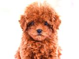 Gerçek Toy Ve Kore Poodle Bebekler