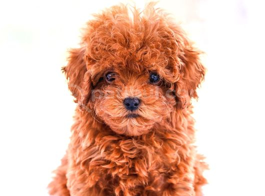 Gerçek Toy Ve Kore Poodle Bebekler görsel