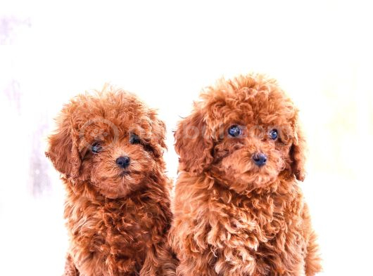 Gerçek Toy Ve Kore Poodle Bebekler görsel