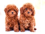 Gerçek Toy Ve Kore Poodle Bebekler