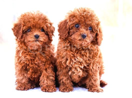 Gerçek Toy Ve Kore Poodle Bebekler görsel