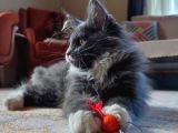 Dernek Kayıtları Yapılmış Eksiksiz Safkan Secereli Mainecoon