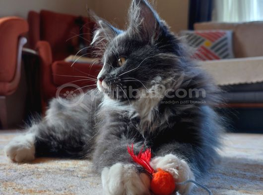 Dernek Kayıtları Yapılmış Eksiksiz Safkan Secereli Mainecoon görsel