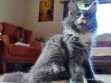 Dernek Kayıtları Yapılmış Eksiksiz Safkan Secereli Mainecoon