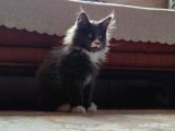 Dernek Kayıtları Yapılmış Eksiksiz Safkan Secereli Mainecoon