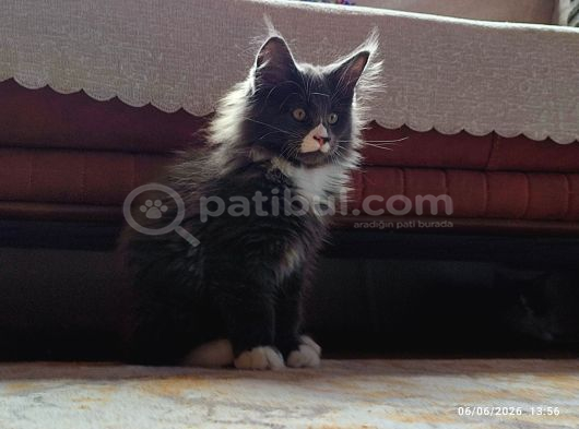 Dernek Kayıtları Yapılmış Eksiksiz Safkan Secereli Mainecoon görsel