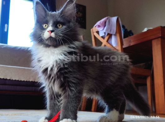 Dernek Kayıtları Yapılmış Eksiksiz Safkan Secereli Mainecoon görsel