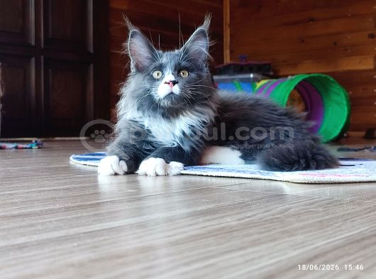 Dernek Kayıtları Yapılmış Eksiksiz Safkan Secereli Mainecoon