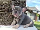 Şaşkın Güzellikte Ruhsatli̇ Çi̇fli̇kten Özel French Bulldog Yavrulari
