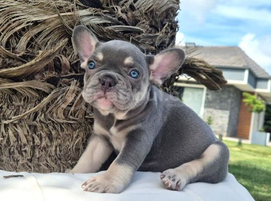 Şaşkın Güzellikte Ruhsatli̇ Çi̇fli̇kten Özel French Bulldog Yavrulari görsel