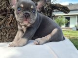 Şaşkın Güzellikte Ruhsatli̇ Çi̇fli̇kten Özel French Bulldog Yavrulari