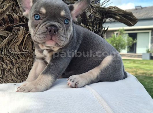 Şaşkın Güzellikte Ruhsatli̇ Çi̇fli̇kten Özel French Bulldog Yavrulari görsel