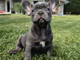 Şaşkın Güzellikte Ruhsatli̇ Çi̇fli̇kten Özel French Bulldog Yavrulari