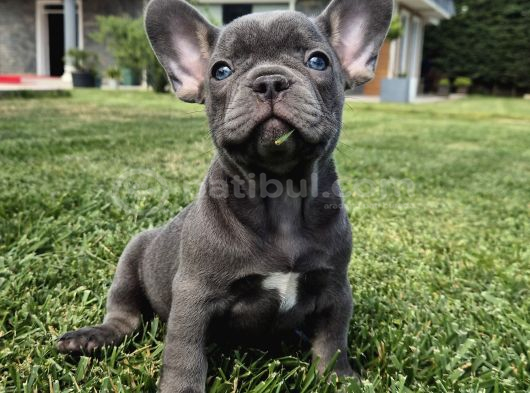 Şaşkın Güzellikte Ruhsatli̇ Çi̇fli̇kten Özel French Bulldog Yavrulari görsel