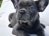 Şaşkın Güzellikte Ruhsatli̇ Çi̇fli̇kten Özel French Bulldog Yavrulari