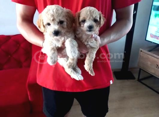 Ev Doğumu Maltipoo Yavrularımız görsel