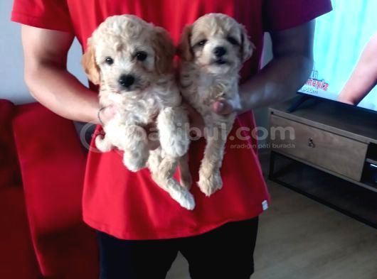 Ev Doğumu Maltipoo Yavrularımız görsel