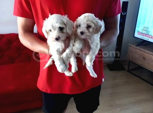 Ev Doğumu Maltipoo Yavrularımız görsel