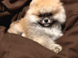 Teddy Bear Face Pomeranian Boo Yavruları