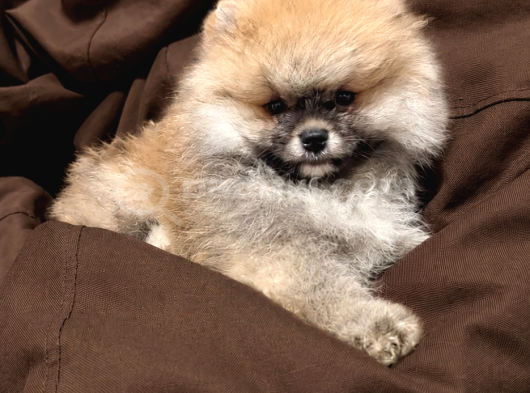 Teddy Bear Face Pomeranian Boo Yavruları görsel
