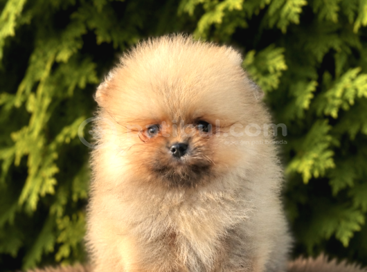 Teddy Bear Face Pomeranian Boo Yavruları
