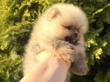 Teddy Bear Face Pomeranian Boo Yavruları