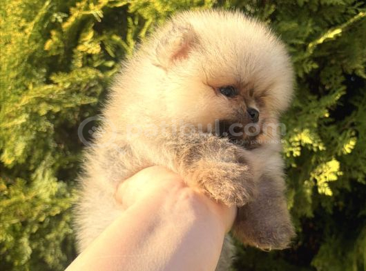 Teddy Bear Face Pomeranian Boo Yavruları görsel