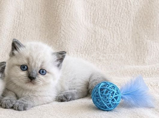 Gösterişli İri Anne Babadan Blue Point Yavrular görsel